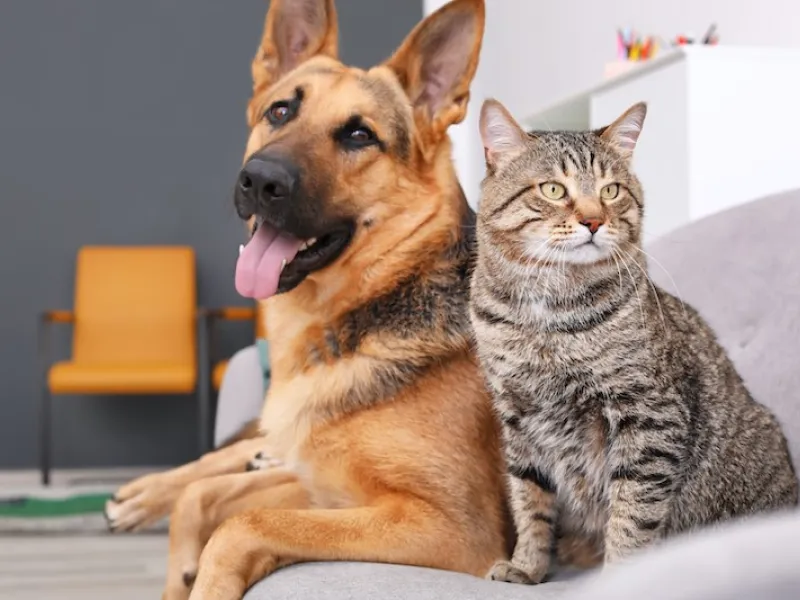 pet-insurance-1609365765Io0Xh