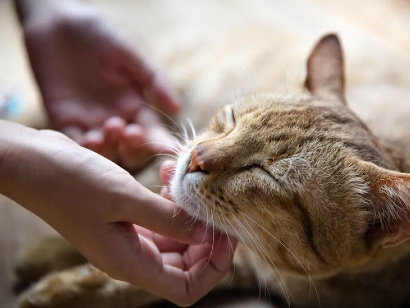 many-pet-owners-lack-insurance-and-underestimate-vet-costs-1636655575Yhor0