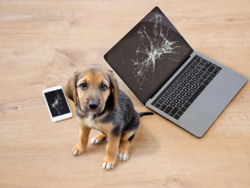naughty-dogs-caused-more-than-800-home-insurance-claims-each-year-1-1646923358cvLjd
